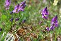 polygala nicaeensis risso